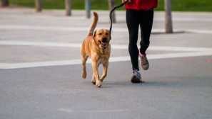 5 Způsobů, jak povzbudit psa, pokud ji smutek zaútočil